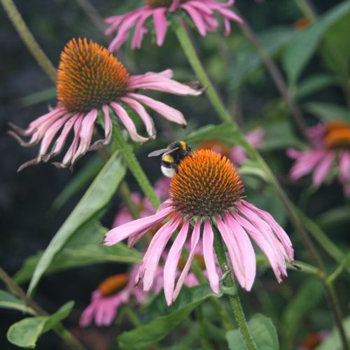 Die gro&szlig;e Welt der Naturheilkunde