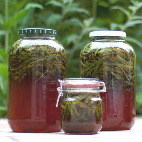 Phytotherapie Jahreskurs Phytotherapie Jahreskurs
