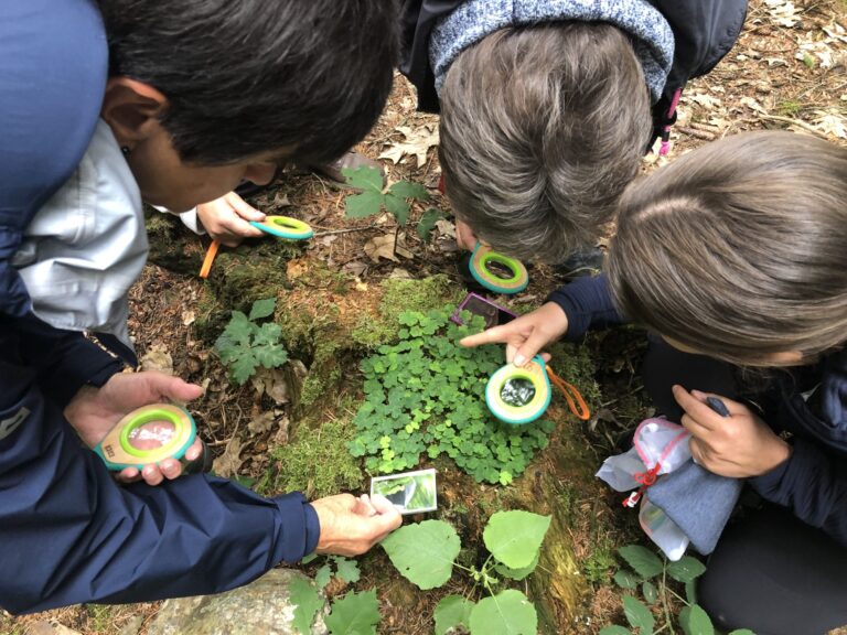 Teil der Phytotherapie-Ausbildung ist auch, Pflanzen direkt in der Natur zu erkunden.